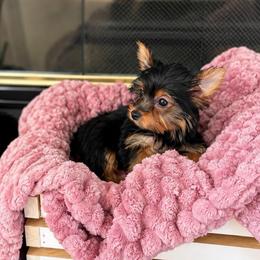 Mia - Black and gold female Yorkshire Terrier puppy in Ocklawaha, Florida from Top Notch Pupz