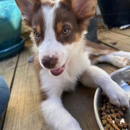 Orzo Girl 2 - Red tri-color female Australian Shepherd puppy in Johnson City, Tennessee from St. Isidore Australian Shepherds