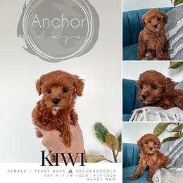 K i w i ... ( teddy bear 8-10 lb ) - Red  female Goldendoodle puppy in Hooper, Utah from Anchor Dogs