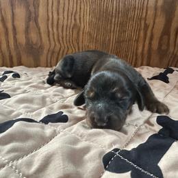 Cadbury Egg - Red male Dachshund puppy in Wolf Lake, Indiana from Canisteo Dachshunds