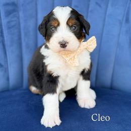 Cleo - Tri-color female Bernedoodle puppy in Bellville, Ohio from Bernedoodle Buddies