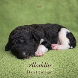 Aladdin - Parti male Poodle puppy in Springfield, Oregon from Valaurah Farms