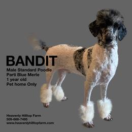 BANDIT - Parti male Poodle puppy in Charlo, Montana from Heavenly Hilltop Farm
