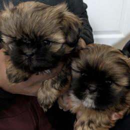 Shih Tzu puppies from Ming Xing Shih Tzu