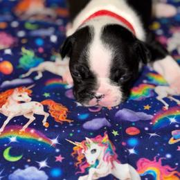 Red ribbon girl - Black and white female Boston Terrier puppy in Cedar Hill, Texas from Baldwins Boston Terriers