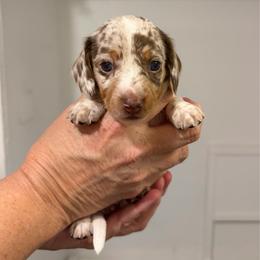 Pheobe - Dapple female Dachshund puppy in Sterling, Colorado from Country Chics Doxies
