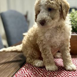 Aussiedoodle, Goldendoodle, Poodle, and Sheepadoodle Puppies from Kitandkboodle's Doodles