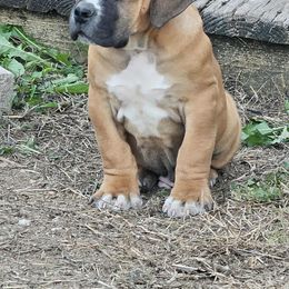 Top choice male. Solid Protector and bloodline - Piebald male Boerboel puppy in Mansfield, Texas from Dynasty Blue Ridge Boerboel