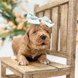 Sandy - Apricot female Goldendoodle puppy in Queen Creek, Arizona from Goldendoodle AZ