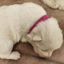 Misty - White female Samoyed puppy in Morgan, Utah from Carriage Court Kennels