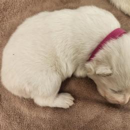 Misty - White female Samoyed puppy in Morgan, Utah from Carriage Court Kennels