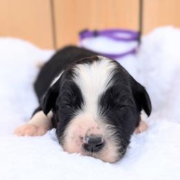 Purple collar - Black and white female Aussiedoodle puppy in Coulee City, Washington from Mr and Mrs Doodle Farm