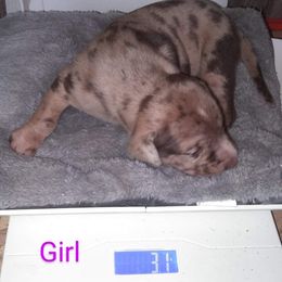 Girl 6 - Catahoula Leopard Dog puppy in Pavillion, Wyoming from TNT Catahoulas