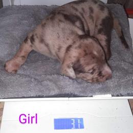 Girl 6 - Catahoula Leopard Dog puppy in Pavillion, Wyoming from TNT Catahoulas
