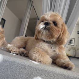 Milo - Shih Tzu