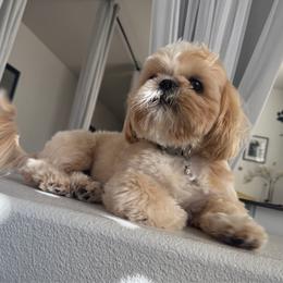 Milo - Shih Tzu