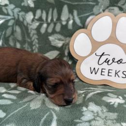 Lon - Red male Dachshund puppy in Dothan, Alabama from Little House Pups