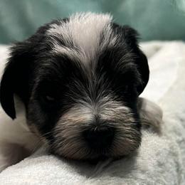Patches - Parti male Miniature Schnauzer puppy in Stevenson, Alabama from Joyce's Miniature Schnauzers