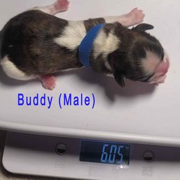 Boy 1 - male Shih Tzu puppy in Lake Worth, Florida from Shih Tzu Cottage