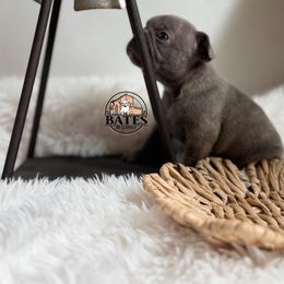 French Bulldog Puppies from Bates Bulldogs