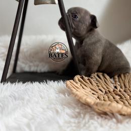 French Bulldog Puppies from Bates Bulldogs