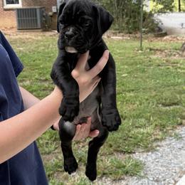 Boy 4 - Brindle male Boxer puppy in Taft, Tennessee from Hillbillie Boxers