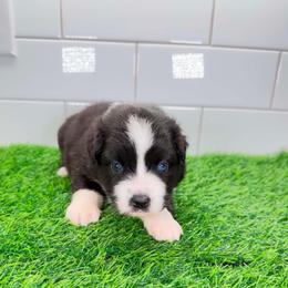 Pink collar - Black tri female Miniature Australian Shepherd puppy in Brooker, Florida from Triple Branch Aussies