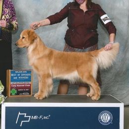 Jenga - Golden Retriever