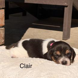 Clair - Black tan and white female Beagle puppy in Mansfield, Missouri from Rippee Creek Kennel