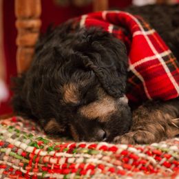 Poodle Puppies from Setting the Standard Poodles
