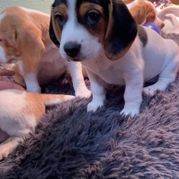 Beagle Puppies from Daisy Mountain Beagles