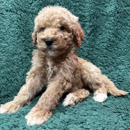 Light Pink - Apricot female Goldendoodle puppy in Bakersfield, California from Lavish Doodles