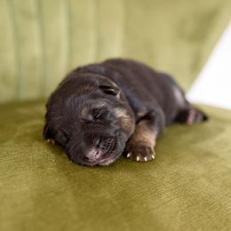 German Shepherd Puppies from Platz German Shepherds