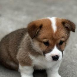 Torpedo - Sable male Pembroke Welsh Corgi puppy in Nortonville, Kansas from Low Riders Corgis & Mini Aussies