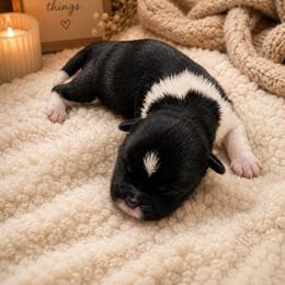 Boy 1 - Black male Shih Tzu puppy in Montgomery, Texas from Furbourne Farms