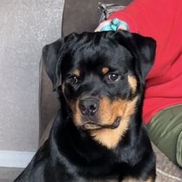 Keeper - Black and mahogany male Rottweiler puppy in Fredericktown, Missouri from Obsessions Rottweiler