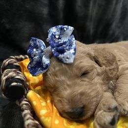 Yellow Girl - Apricot Goldendoodle puppy in Pioneer, California from Poppy’s Precious Goldendoodles