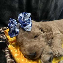 Yellow Girl - Apricot Goldendoodle puppy in Pioneer, California from Poppy’s Precious Goldendoodles