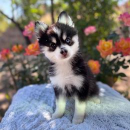 Gemini - Black and white female Pomsky puppy in Homeland, California from Lara's Ranch Pomskies