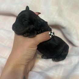 Laura - Cream female Dachshund puppy in Timpson, Texas from Double S Kennel