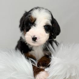Pollen - Tri-color male Bernedoodle puppy in Fleming, Colorado from Vandenbark Doodles