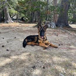 German Shepherd Puppies from Zwinger Vom Greifjäger