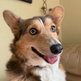 Amber - Pembroke Welsh Corgi