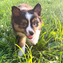 Kurt - Black tri male Miniature American Shepherd puppy in Clinton, Missouri from Mockingbirds American Minis