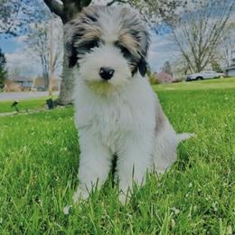 Bernedoodle, Bernese Mountain Dog, and Poodle Puppies from Bubbling Springs Doodles, LLC