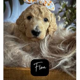 Flora - Cream female Poodle puppy in Detroit Lakes, Minnesota from Pickerel Pups