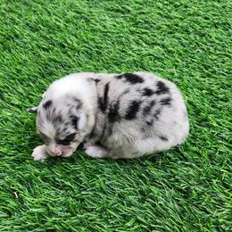 William - Blue merle male Miniature Australian Shepherd puppy in Nacogdoches County, Texas from Penn Creek Aussies