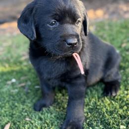 Pink - Black female Labrador Retriever puppy in Paulden, Arizona from Carefree Samoyeds & Deserthills Labradors