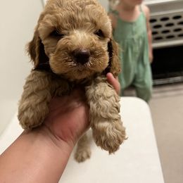 Boy 2 - Golden male Cockapoo puppy in Birdsboro, Pennsylvania from Cooper Family Cockapoos