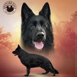 Hilary - German Shepherd